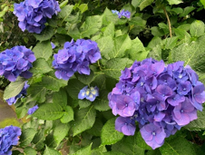 季節を楽しむ 「紫陽花散走」